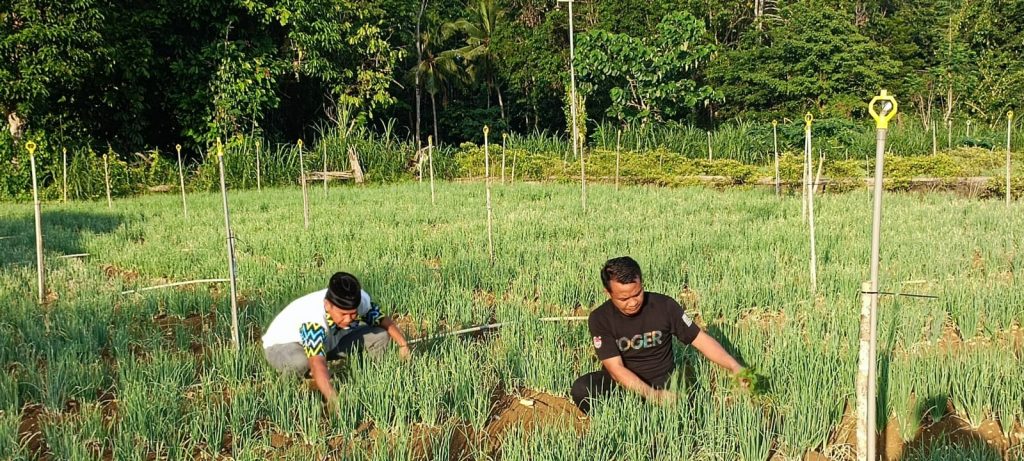 Andi Asman Sulap Lampoko Menjadi Sentra Sayur Bone_trends.co.id