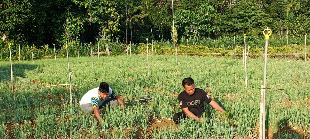 Andi Asman Sulap Lampoko Menjadi Sentra Sayur Bone_trends.co.id